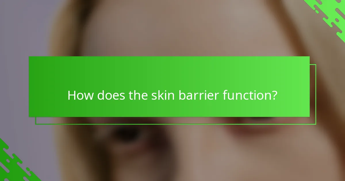 How does the skin barrier function?